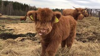 Scottish Highland Cattle In Finland Osku the fluffy calf always ready for some filming [upl. by Bohman191]