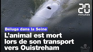 Béluga dans la Seine  L’animal est mort lors de son transport vers Ouistreham [upl. by Ragg]