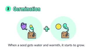 Plant Life Cycle  Kids Animation Video [upl. by Saimerej]