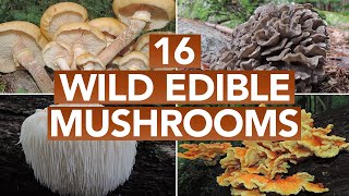 16 Wild Edible Mushrooms You Can Forage This Autumn [upl. by Attelrahs]