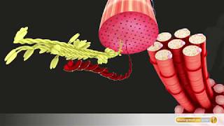 Muskel Aufbau eines Muskelbündels aus Muskelfasern [upl. by Brent166]