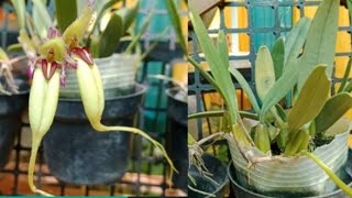 anggrek bulbophyllum fascinator semi alba [upl. by Reivilo]