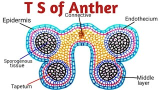 Structure of Anther amp TS of Anther  Reproduction in Lower amp Higher Plants [upl. by Idolah]