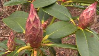 Buds and Blooms Part 3  Rhododendrons are Blooming in the Nursery [upl. by Ellersick]