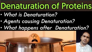 What is Denaturation Of Proteins Agents of Denaturation amp Affect of Denaturation on Proteins [upl. by Bortman902]