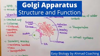 Golgi Apparatus Structure and Function  Easy Biology Lesson in English [upl. by Syst]