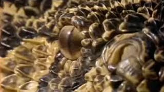 What Makes a Puff Adder a Lethal Hunter  Serpent  BBC Studios [upl. by Donatelli671]