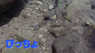 種子島の自然：びっちょ 種子島で親しく呼ばれている川にいるモエビ 古田山刀平川上流自然音収録 令和5年7月23日 [upl. by Spanos]