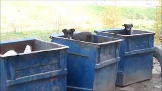 люстрация собак в Украине dogs in trash or lustration in Ukraine [upl. by Arihat195]