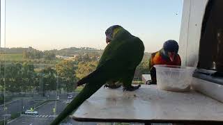 Rainbow Lorikeets at Home Campbelltown Australia [upl. by Lhary648]