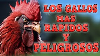 LOS 10 GALLOS MAS FUERTES Y RAPIDOS DEL MUNDO [upl. by Mckinney20]