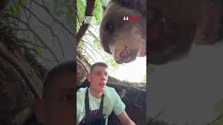 🐻 Un Youtubeur Serbe se retrouve nezànez face à un ours [upl. by Merc]