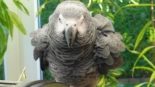 GERMAN TALKING PARROT LEARNS ENGLISH  THE FIRST WORDS  SPRECHENDER PAPAGEI LERNT ENGLISCH [upl. by Josias]