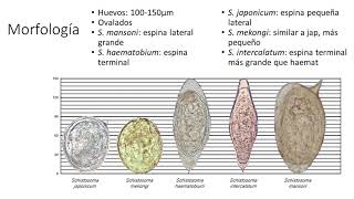 Tremátodos Paragonimus y Schistosoma [upl. by Temp217]