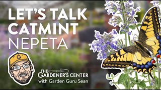 Lets Talk Catmint Nepeta 💜 Garden Guru Sean at The Gardeners Center [upl. by Hsara]