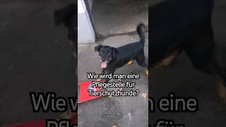 Wie wird man eine Pflegestelle für Tierschutzhunde [upl. by Derraj390]