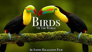 Birds Of The World 4K  Scenic Wildlife Film With Calming Music [upl. by Rojam485]