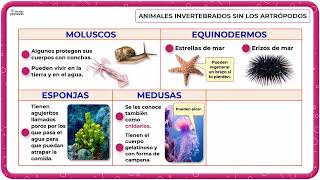 INVERTEBRADOS moluscos medusas equinodermos esponjas y gusanos  Educación primaria TERCERO [upl. by Kesley525]