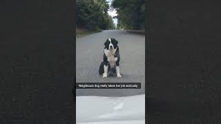 Overzealous Guard Dog Blocks Road [upl. by Courtenay528]