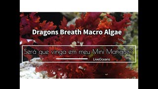 Dragons Breath Macro Algae  Será que vai vingar no meu Mini Mangue [upl. by Rockwood]