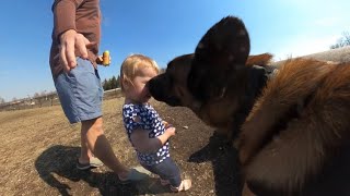 Belgian Malinois Approached By Toddler At Dog Park [upl. by Josy]