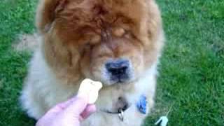 chow chows dogs play at sit and stay [upl. by Scornik]