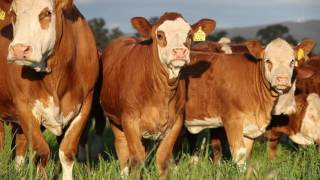 Simmental Large Corporate video [upl. by Zined]