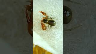 Moss Pseudoscorpion [upl. by Dwane358]