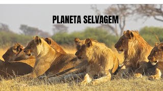 Savana Africana A Arena dos Predadores Implacáveis [upl. by Enilav]