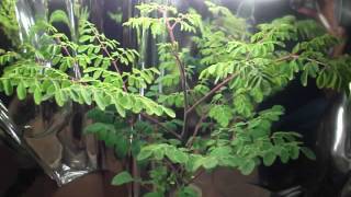 Moringa Oleifera Indoor Grow 4 10812 amp Multipurpose Tree Etc PDF [upl. by Elime]