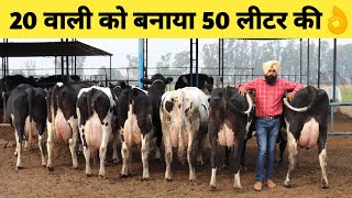 Top Quality HF Cows Dairy farm in Haryana IndiaHow increase MilkBuy Cow [upl. by Drawyah]