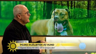 Pojke ihjälbiten av hund – quotDet finns hundraser som inte är ämnade för vem som…  Nyhetsmorgon TV4 [upl. by Joly]