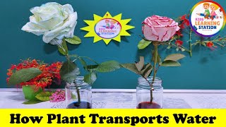 How Plant Transports Water  Water Movement in Plants  Science Experiment  Color Changing Flower [upl. by Amlez]