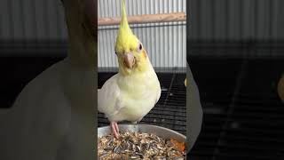 cockatiel birds cockatielbird pets parrot cockatielsinging cockatielsound ytshorts shorts [upl. by Ardnaiek960]