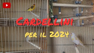 Cardellini per ibridi 2024 prime selezioni [upl. by Anotyal279]