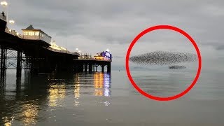 Mesmerising footage of starling murmuration in Brighton UK [upl. by Ambrose]