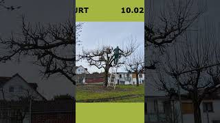 Apple Tree Pruning [upl. by Einnoc]