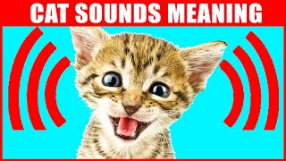 8 Sounds Cats Make and What They Mean [upl. by Ramedlaw]