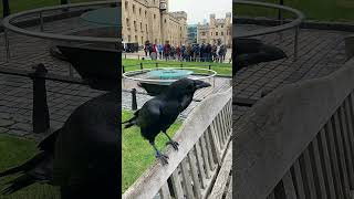 Ravens in the Tower of London [upl. by Reemas]