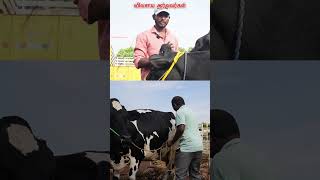 லட்சங்களில் வருமானம் vivasayaarvalargal cow erode shortvideo shorts [upl. by Auot]