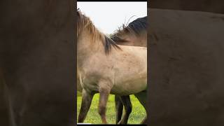 Horses fighting 😮😮😮 animals funnyanimalsreaction funny [upl. by Corrina]