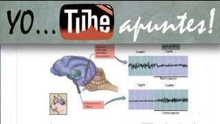 Fisiología del sistema nervioso Sueño EEG [upl. by Barthel879]