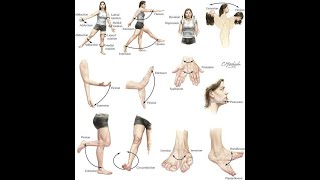 Anatomical movements terms مصطلحات الحركات التشريحية [upl. by Ikaz825]