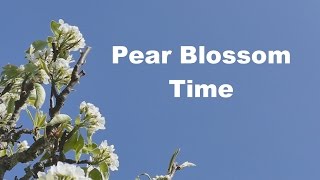 Pear Blossom Time [upl. by Agate]