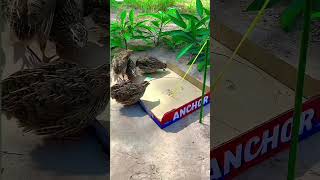 animals allbirdslover birds allbirds shortvideo minivlog viralvideo [upl. by Reifnnej]