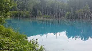 青池 Blue Pond travel lateupload japantravel mirror hokkaido tree reflection birdsounds calm [upl. by Culbertson]