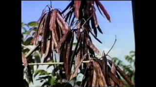 Leucaena salvadorensis  learn more about this miracle tree part two [upl. by Mello522]