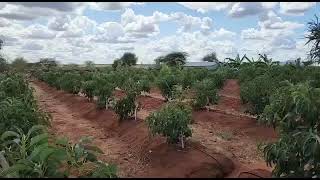 Avocado trees in Kajiado Kenya one year after the button drip irrigation system by Grekkon Limited [upl. by Anbul626]