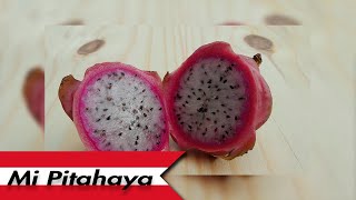 🇵🇪 TUVE PITAHAYA EN MI HUERTO 🇦🇷 [upl. by Roanne]