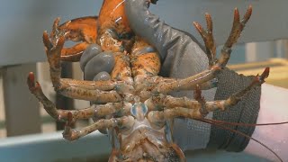 Lobster pound owners ordered to kill eggbearing females [upl. by Marys116]